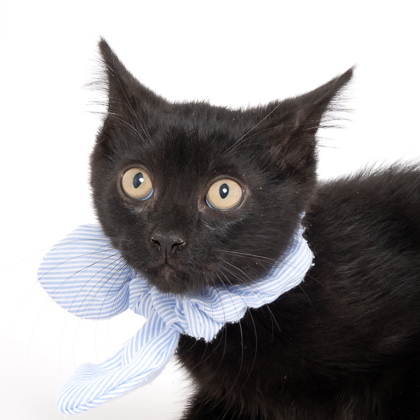 Peter Pan, an adoptable Domestic Short Hair in Caldwell, ID, 83607 | Photo Image 2