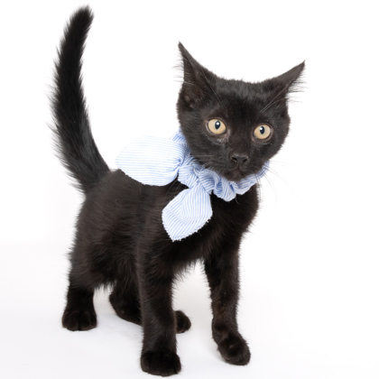 Peter Pan, an adoptable Domestic Short Hair in Caldwell, ID, 83607 | Photo Image 3