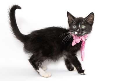 Canucks, an adoptable Domestic Medium Hair, Domestic Short Hair in Caldwell, ID, 83607 | Photo Image 1