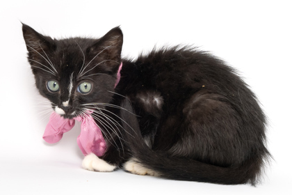 Canucks, an adoptable Domestic Medium Hair, Domestic Short Hair in Caldwell, ID, 83607 | Photo Image 3