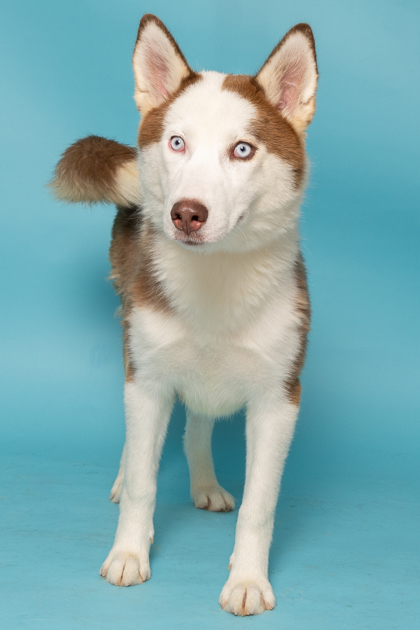 Wilma Flintstone, an adoptable Siberian Husky, Mixed Breed in Caldwell, ID, 83607 | Photo Image 1