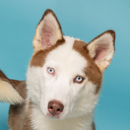 Wilma Flintstone, an adoptable Siberian Husky, Mixed Breed in Caldwell, ID, 83607 | Photo Image 2