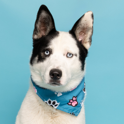 Scotty Smalls, an adoptable Siberian Husky, Border Collie in Caldwell, ID, 83607 | Photo Image 1