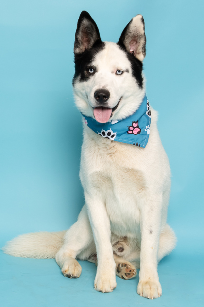 Scotty Smalls, an adoptable Siberian Husky, Border Collie in Caldwell, ID, 83607 | Photo Image 2