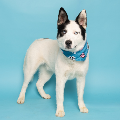 Scotty Smalls, an adoptable Siberian Husky, Border Collie in Caldwell, ID, 83607 | Photo Image 3