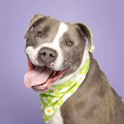 Phineas, an adoptable Pit Bull Terrier, Mixed Breed in Caldwell, ID, 83607 | Photo Image 1