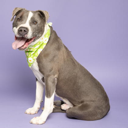 Phineas, an adoptable Pit Bull Terrier, Mixed Breed in Caldwell, ID, 83607 | Photo Image 2