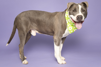 Phineas, an adoptable Pit Bull Terrier, Mixed Breed in Caldwell, ID, 83607 | Photo Image 3