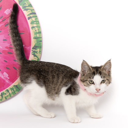 Cactus Blossom, an adoptable Domestic Short Hair in Caldwell, ID, 83607 | Photo Image 1