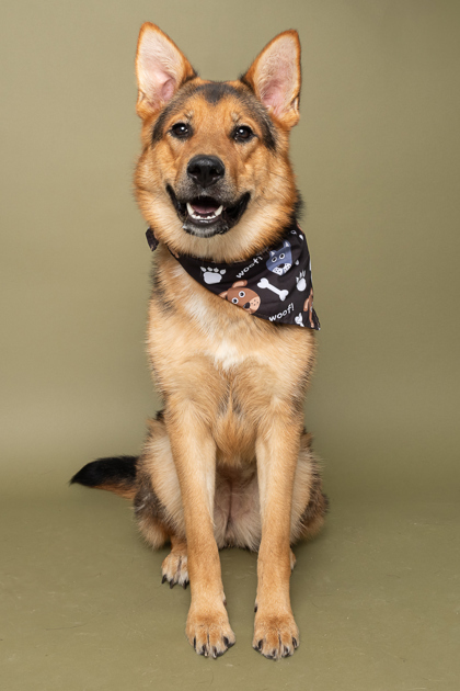 Xena, an adoptable German Shepherd Dog, Mixed Breed in Caldwell, ID, 83607 | Photo Image 1