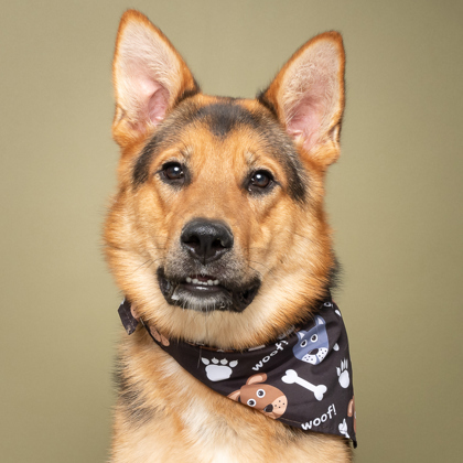 Xena, an adoptable German Shepherd Dog, Mixed Breed in Caldwell, ID, 83607 | Photo Image 2