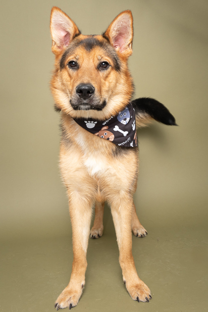 Xena, an adoptable German Shepherd Dog, Mixed Breed in Caldwell, ID, 83607 | Photo Image 3