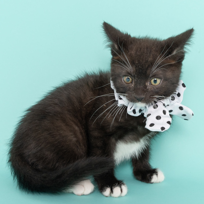 Spitfire, an adoptable Domestic Short Hair in Caldwell, ID, 83607 | Photo Image 1