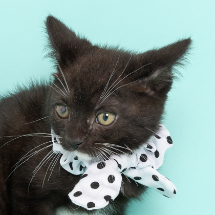 Spitfire, an adoptable Domestic Short Hair in Caldwell, ID, 83607 | Photo Image 2