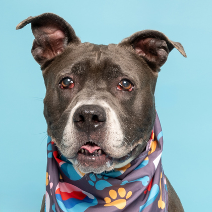 Foxy, an adoptable Pit Bull Terrier, Mixed Breed in Caldwell, ID, 83607 | Photo Image 1