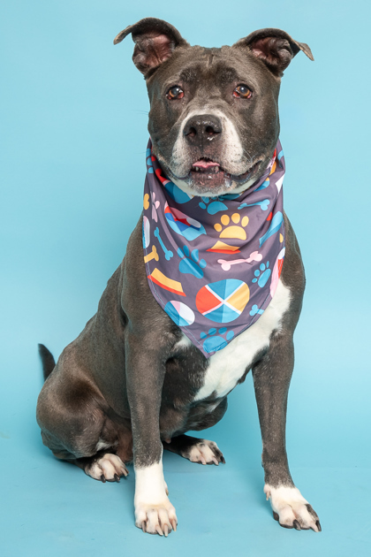 Foxy, an adoptable Pit Bull Terrier, Mixed Breed in Caldwell, ID, 83607 | Photo Image 2