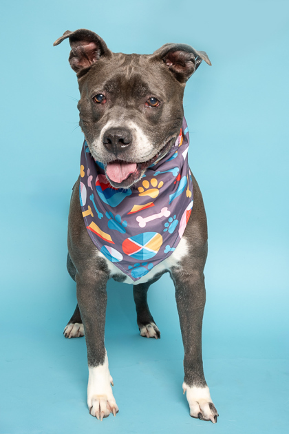 Foxy, an adoptable Pit Bull Terrier, Mixed Breed in Caldwell, ID, 83607 | Photo Image 3