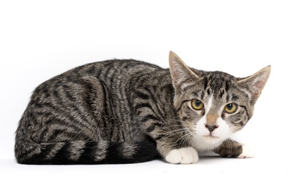 Sheen, an adoptable Domestic Short Hair in Caldwell, ID, 83607 | Photo Image 1