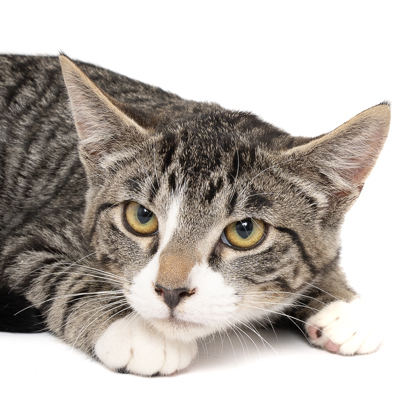 Sheen, an adoptable Domestic Short Hair in Caldwell, ID, 83607 | Photo Image 2