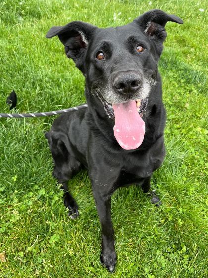 Taz, an adoptable Labrador Retriever, Mixed Breed in Caldwell, ID, 83607 | Photo Image 1