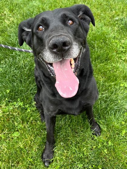 Taz, an adoptable Labrador Retriever, Mixed Breed in Caldwell, ID, 83607 | Photo Image 2