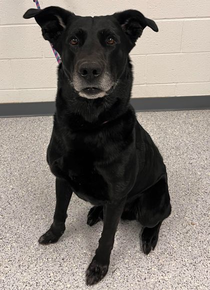 Taz, an adoptable Labrador Retriever, Mixed Breed in Caldwell, ID, 83607 | Photo Image 3