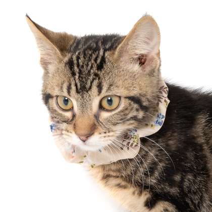 Hot Dog Bun, an adoptable Domestic Short Hair in Caldwell, ID, 83607 | Photo Image 2