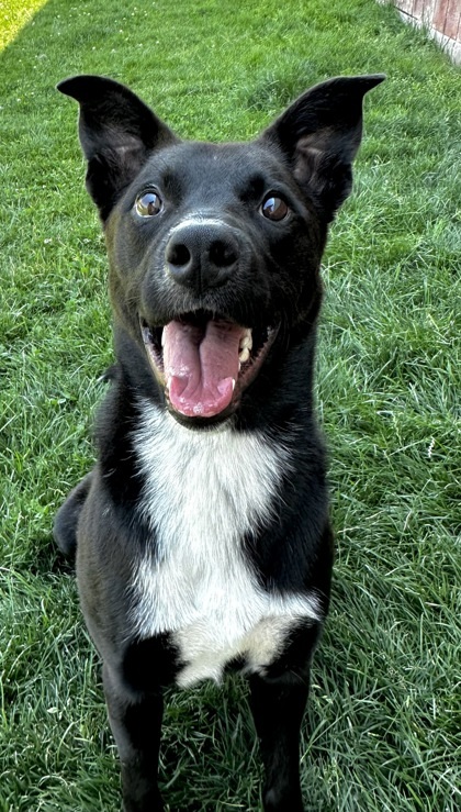 Trek, an adoptable Border Collie, Labrador Retriever in Caldwell, ID, 83607 | Photo Image 1