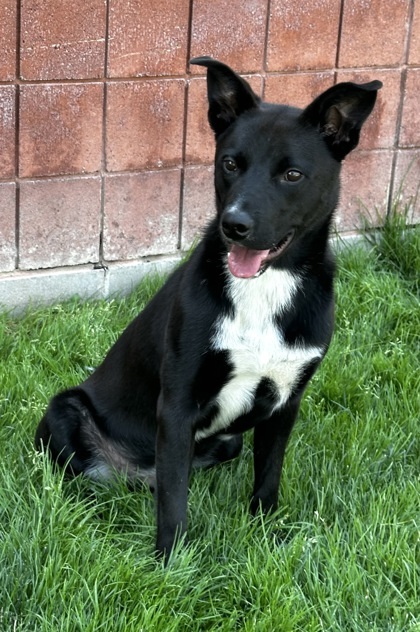 Trek, an adoptable Border Collie, Labrador Retriever in Caldwell, ID, 83607 | Photo Image 2