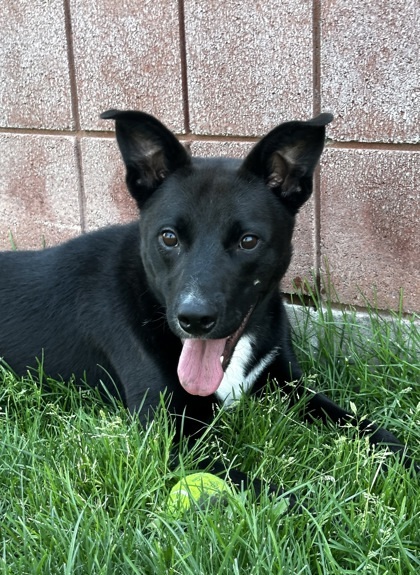 Trek, an adoptable Border Collie, Labrador Retriever in Caldwell, ID, 83607 | Photo Image 3