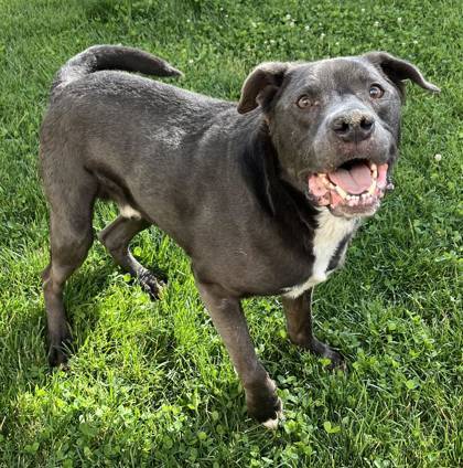 Prongs, an adoptable Labrador Retriever, Mixed Breed in Caldwell, ID, 83607 | Photo Image 1