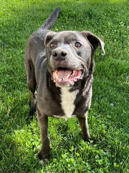 Prongs, an adoptable Labrador Retriever, Mixed Breed in Caldwell, ID, 83607 | Photo Image 2