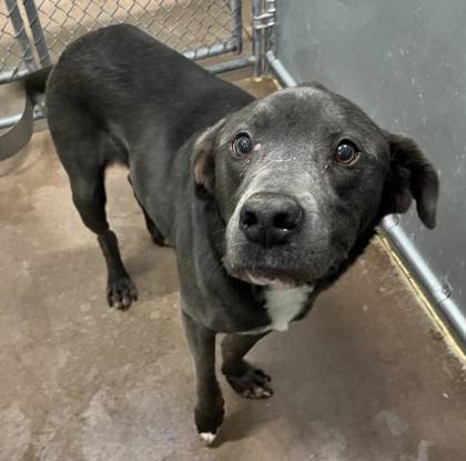 Prongs, an adoptable Labrador Retriever, Mixed Breed in Caldwell, ID, 83607 | Photo Image 3