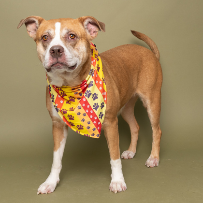 Cherry, an adoptable Pit Bull Terrier, Mixed Breed in Caldwell, ID, 83607 | Photo Image 1