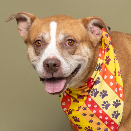 Cherry, an adoptable Pit Bull Terrier, Mixed Breed in Caldwell, ID, 83607 | Photo Image 2