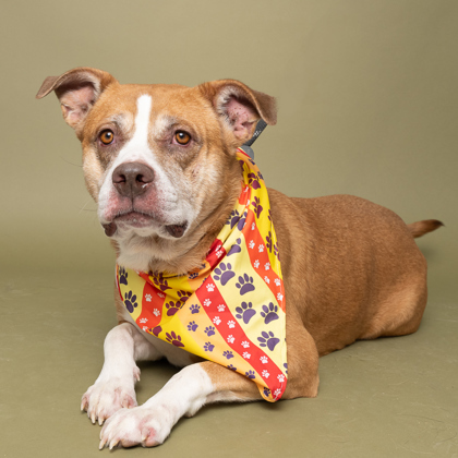 Cherry, an adoptable Pit Bull Terrier, Mixed Breed in Caldwell, ID, 83607 | Photo Image 3