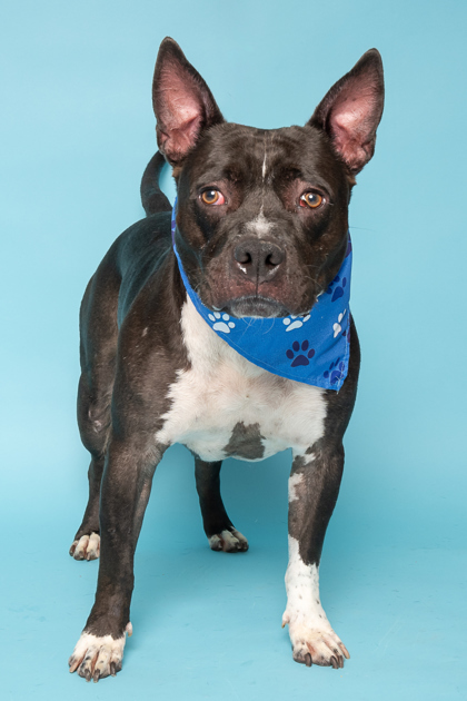 Shadow, an adoptable American Staffordshire Terrier, Mixed Breed in Caldwell, ID, 83607 | Photo Image 3