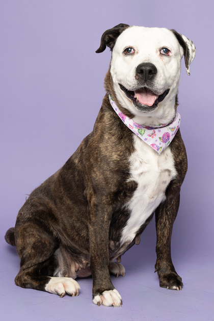 Keeva, an adoptable American Staffordshire Terrier, Mixed Breed in Caldwell, ID, 83607 | Photo Image 1