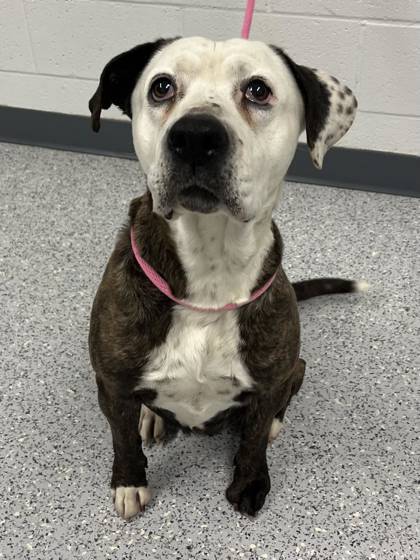 Keeva, an adoptable American Staffordshire Terrier, Mixed Breed in Caldwell, ID, 83607 | Photo Image 2