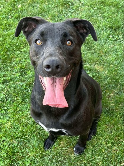 Chip, an adoptable Mixed Breed in Caldwell, ID, 83607 | Photo Image 1