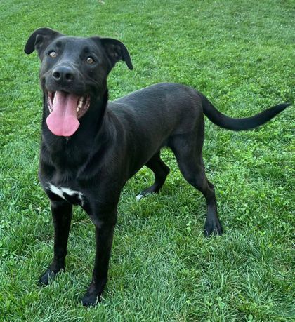 Chip, an adoptable Mixed Breed in Caldwell, ID, 83607 | Photo Image 2