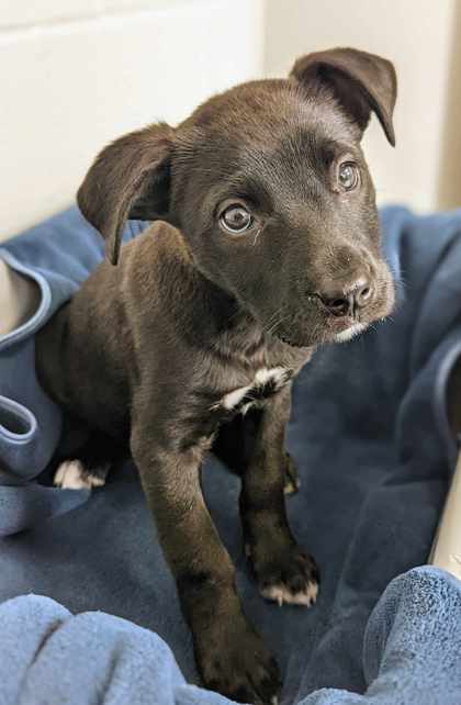 Chip, an adoptable Mixed Breed in Caldwell, ID, 83607 | Photo Image 3