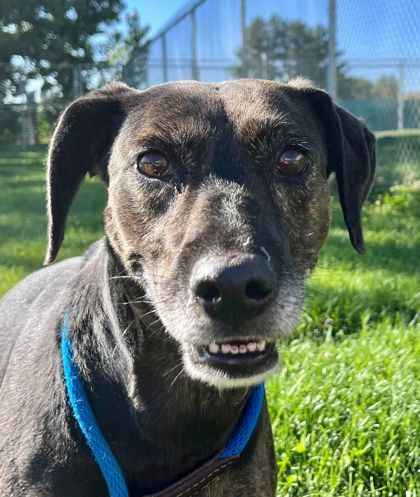 Moony, an adoptable Pointer, Mixed Breed in Caldwell, ID, 83607 | Photo Image 1