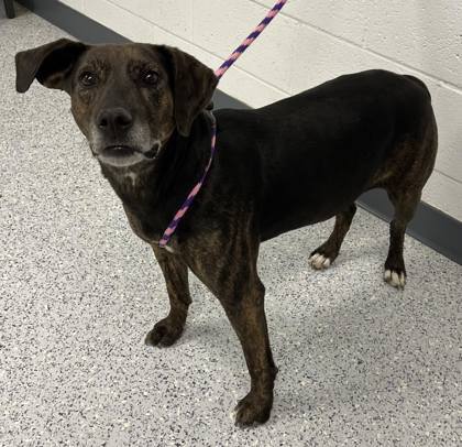 Moony, an adoptable Pointer, Mixed Breed in Caldwell, ID, 83607 | Photo Image 2