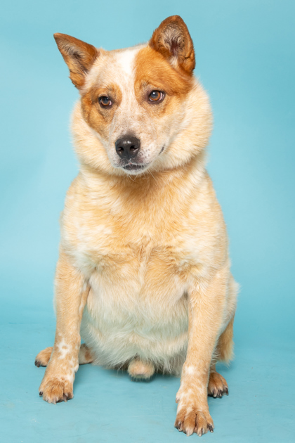 Lovelace, an adoptable Cattle Dog, Mixed Breed in Caldwell, ID, 83607 | Photo Image 1