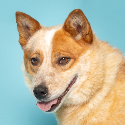 Lovelace, an adoptable Cattle Dog, Mixed Breed in Caldwell, ID, 83607 | Photo Image 2