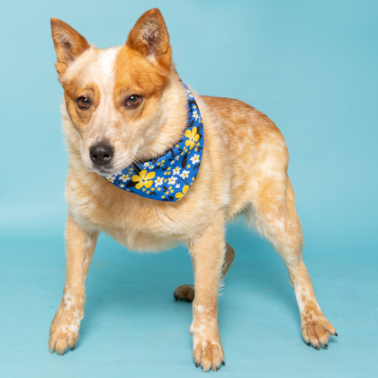 Lovelace, an adoptable Cattle Dog, Mixed Breed in Caldwell, ID, 83607 | Photo Image 3