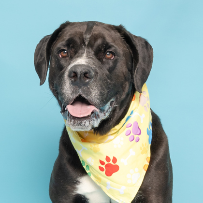 Waldo, an adoptable Labrador Retriever, Mixed Breed in Caldwell, ID, 83607 | Photo Image 1