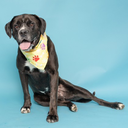 Waldo, an adoptable Labrador Retriever, Mixed Breed in Caldwell, ID, 83607 | Photo Image 2