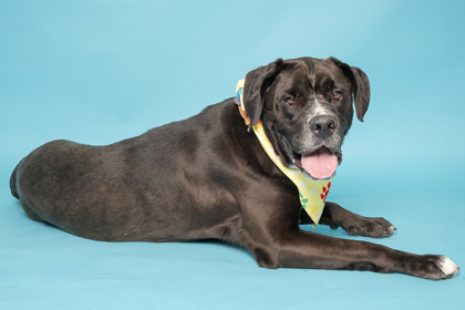 Waldo, an adoptable Labrador Retriever, Mixed Breed in Caldwell, ID, 83607 | Photo Image 3